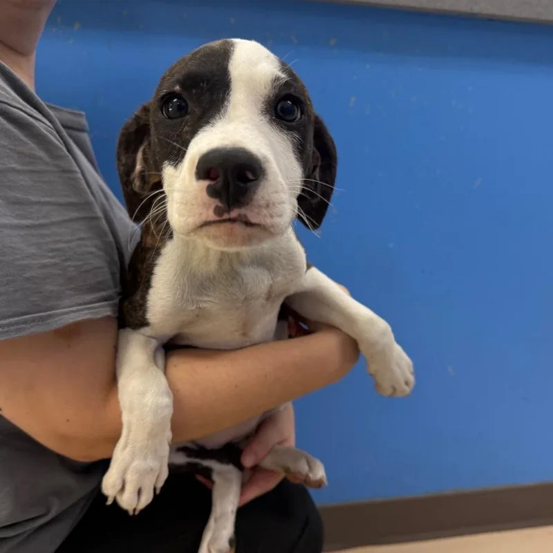 A baby small-sized female Brindle Mixed Breed dog named Wynona for adoption in Pine Bluff, AR