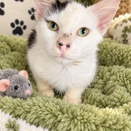 A baby small-sized male Black & White / Tuxedo Domestic Long Hair cat named Wilbur for adoption in Tampa, FL