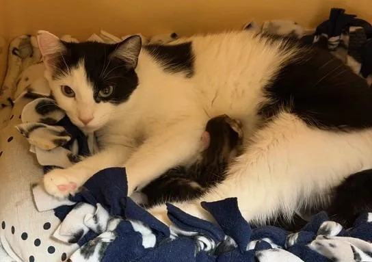 A young medium-sized female Domestic Short Hair cat named A  Moana for adoption in Windsor, CT