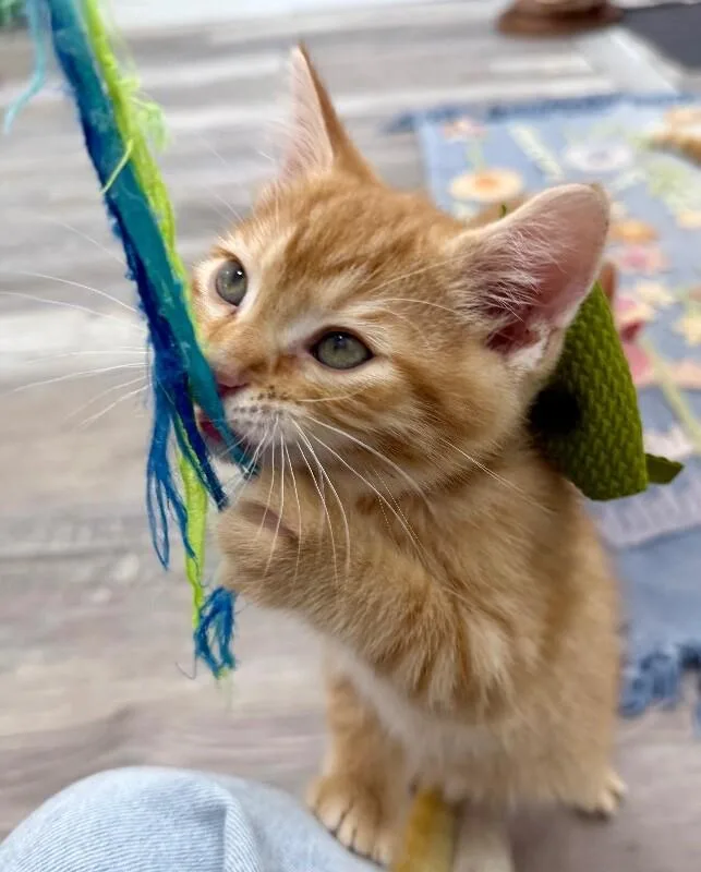 A baby medium-sized male Tabby (Orange / Red) Tabby cat named Sonny Honey for adoption in Friendswood, TX