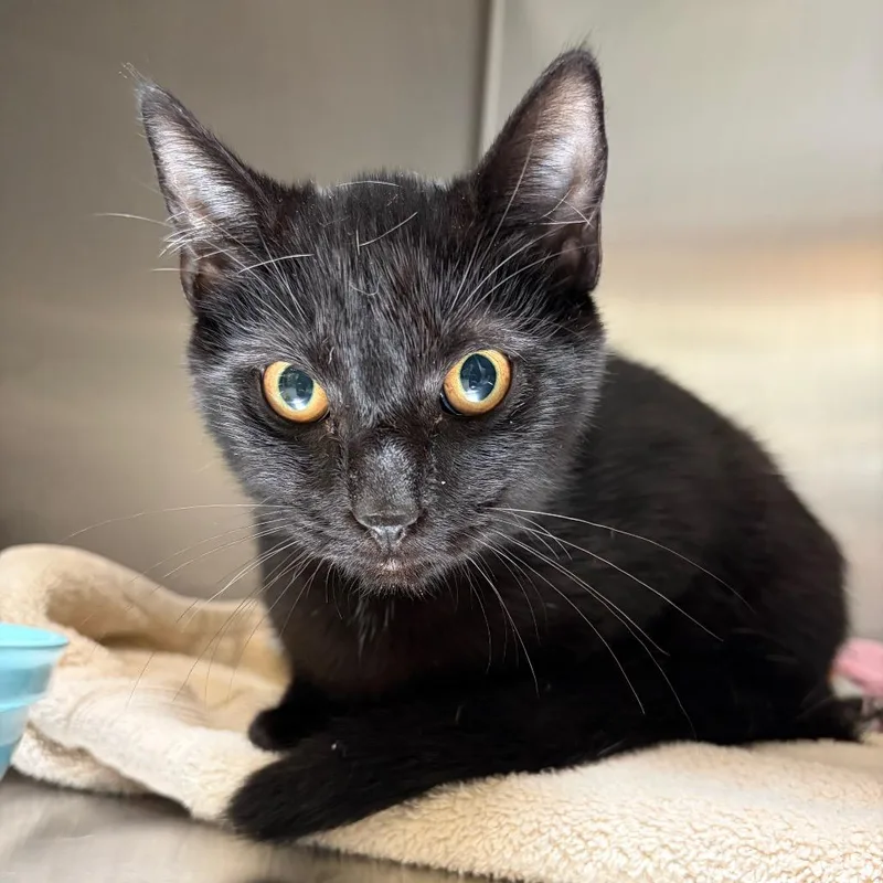 A young medium-sized male Black Domestic Short Hair cat named Cauldron Bubble for adoption in Mentor, OH