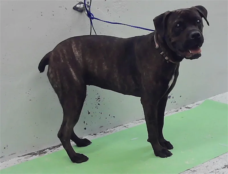 A young small-sized female Mastiff dog named Eve for adoption in Houston, TX