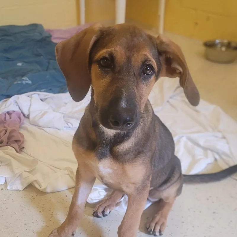 A baby medium-sized female Brown / Chocolate Hound dog named Chicka for adoption in LOXAHATCHEE, FL