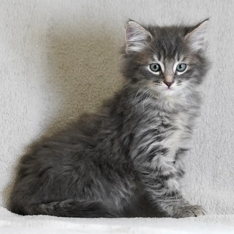 A baby small-sized female Domestic Medium Hair cat named Pineapple Bun for adoption in Sunnyvale, CA