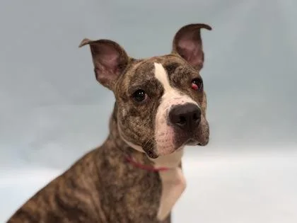 An adult large-sized female Pit Bull Terrier dog named Side Quest for adoption in Coon Rapids, MN