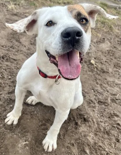 An adult medium-sized female Mixed Breed dog named Cider for adoption in Savannah, GA