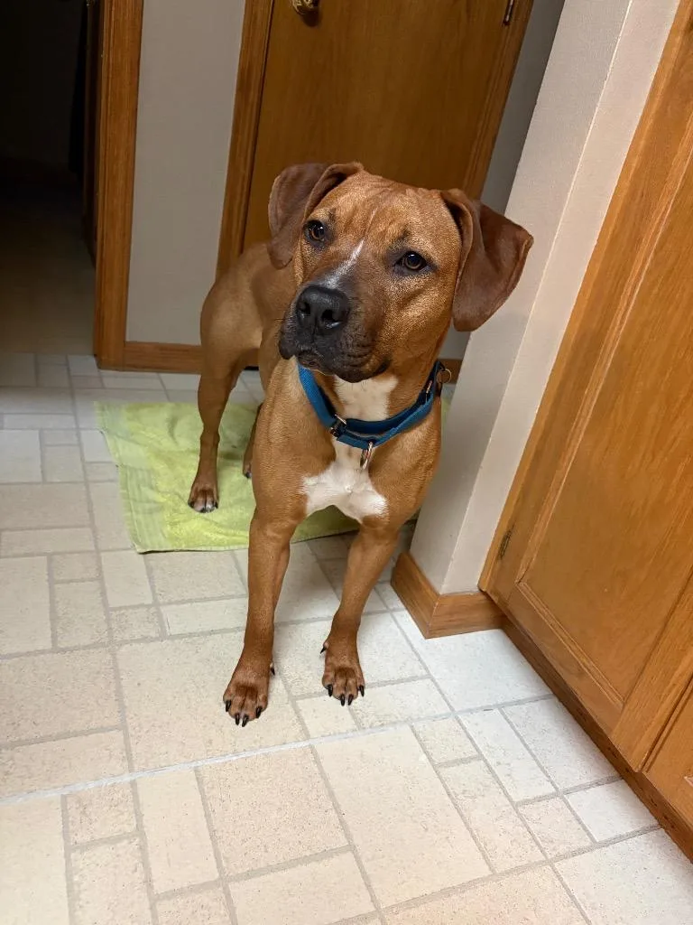 A young large-sized female Mixed Breed dog named Staci for adoption in Fond Du Lac, WI