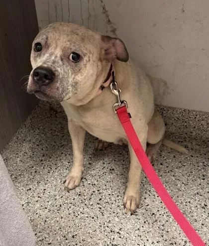 An adult large-sized female White / Cream Pit Bull Terrier dog named Ella for adoption in Kansas City, MO