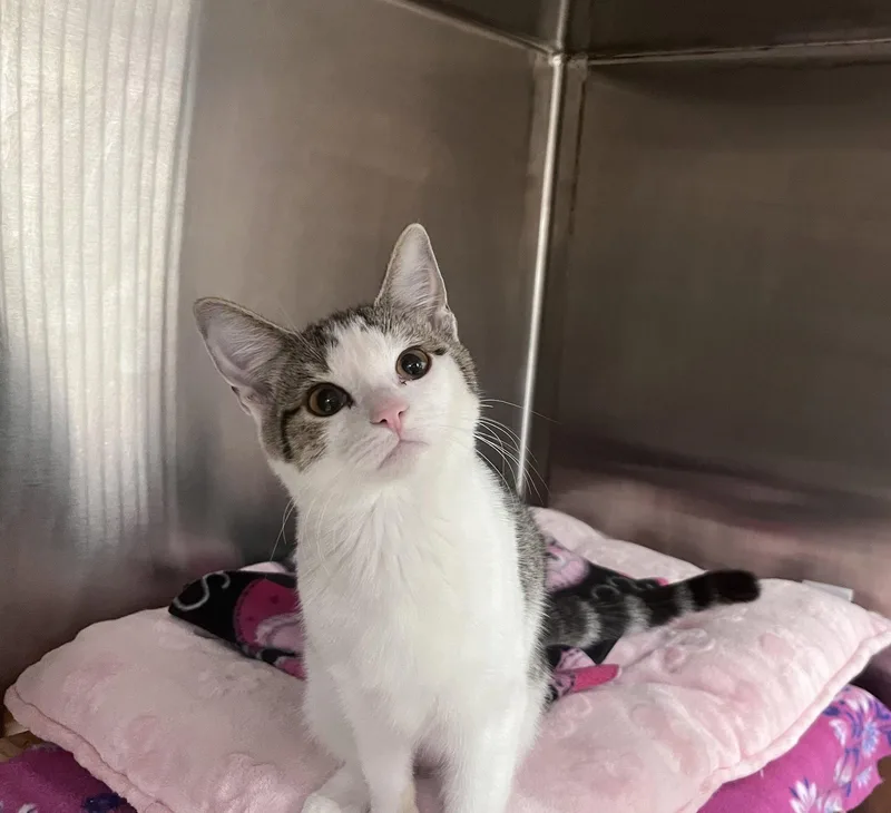 A young medium-sized female Domestic Short Hair cat named Gracie Lou for adoption in Scottsdale, AZ