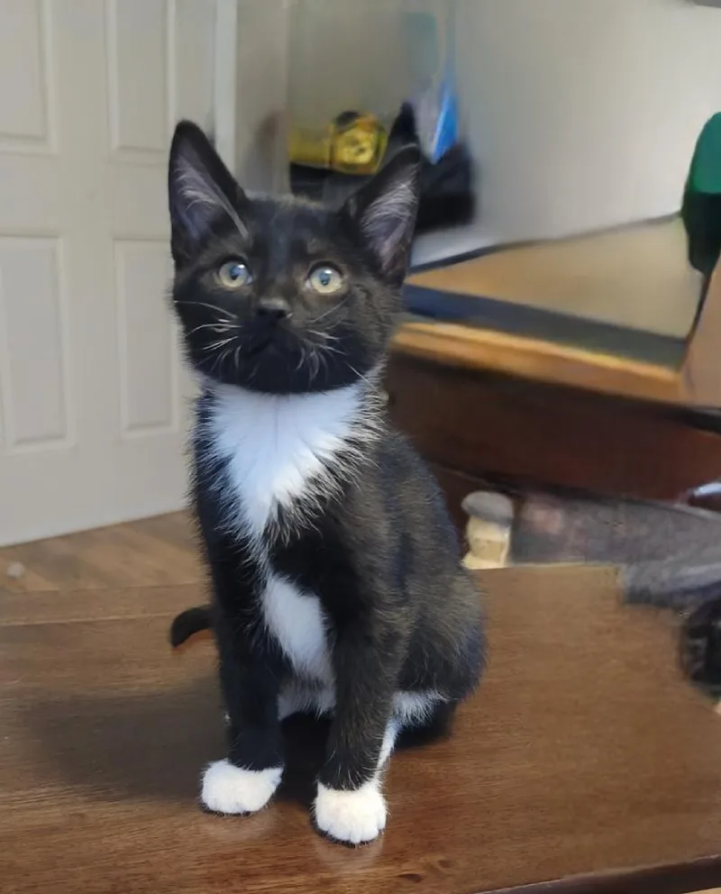 A baby small-sized male Domestic Short Hair cat named Bailey Boy for adoption in Heyburn, ID