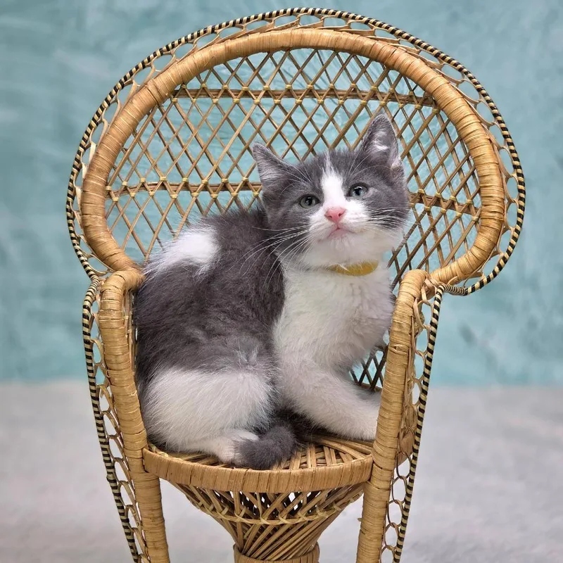 A baby small-sized male Gray / Blue / Silver Domestic Short Hair cat named Norbertc for adoption in East Saint Louis, IL