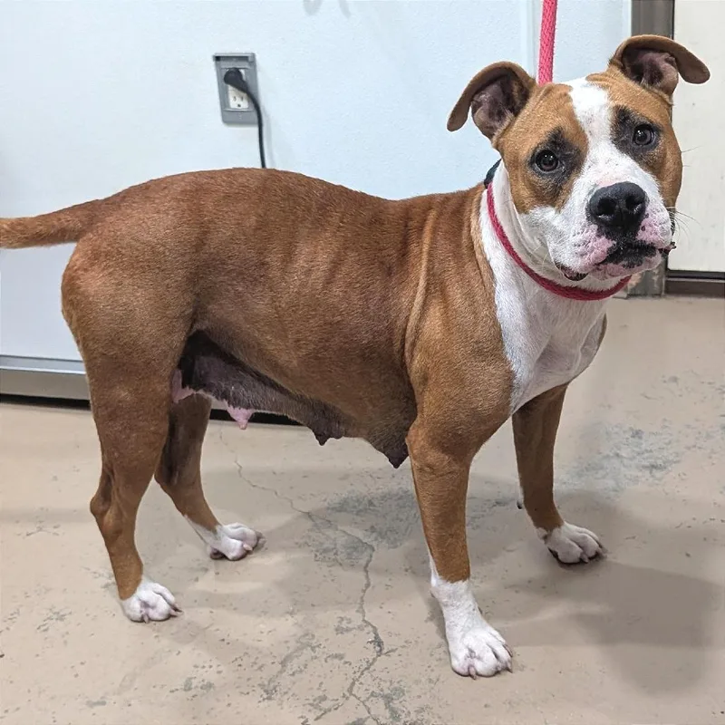 An adult medium-sized female Red / Chestnut / Orange Boxer dog named Sushi for adoption in Buchanan Dam, TX