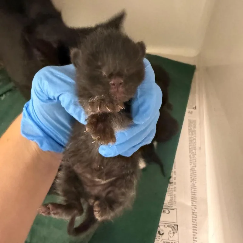 A baby small-sized female Domestic Short Hair cat named River for adoption in Charleston, WV