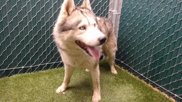 An adult large-sized male Siberian Husky dog named A for adoption in Downey, CA