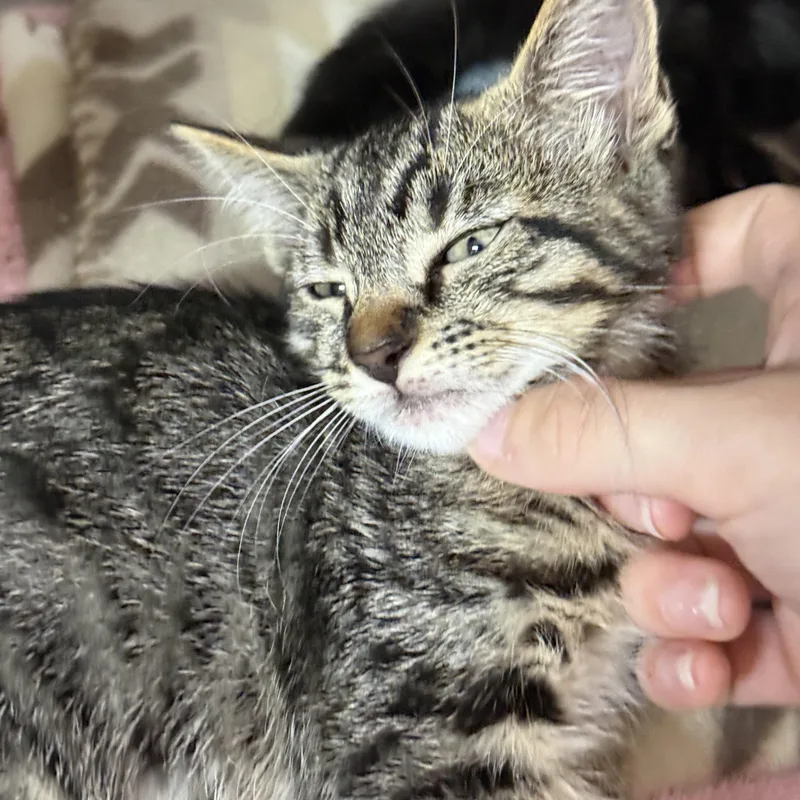 A baby medium-sized female Tabby (Brown / Chocolate) Domestic Short Hair cat named Eliza for adoption in Lauderhill, FL
