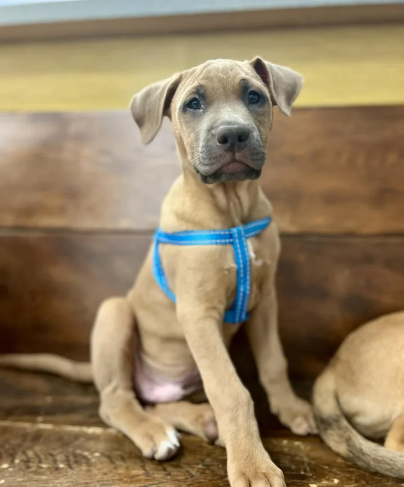 A baby large-sized male Yellow / Tan / Blond / Fawn Belgian Shepherd / Malinois dog named Aries for adoption in Gulfport, MS