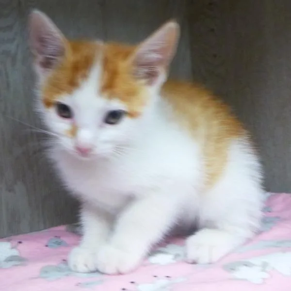 A baby small-sized male Domestic Short Hair cat named Peter for adoption in Lafayette, LA