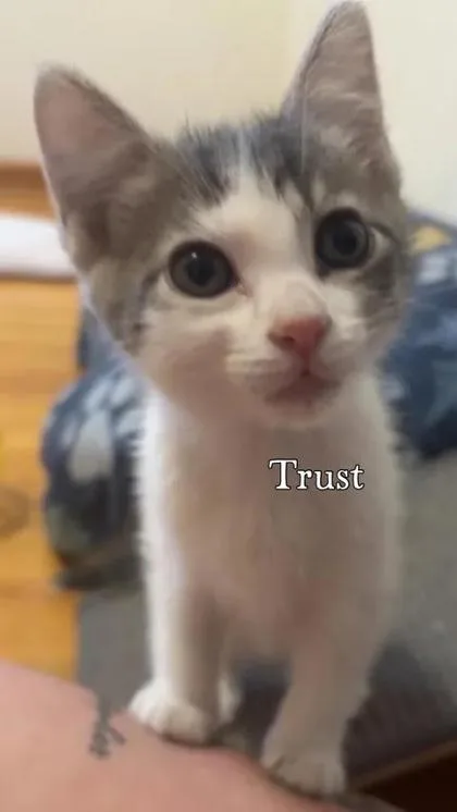 A baby small-sized female Domestic Short Hair cat named Trust for adoption in Aberdeen, SD