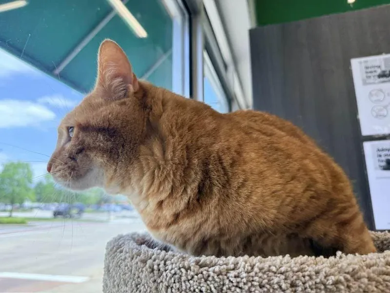 An adult large-sized male Tabby (Orange / Red) Domestic Short Hair cat named Nacho Tate for adoption in Cleveland, OH