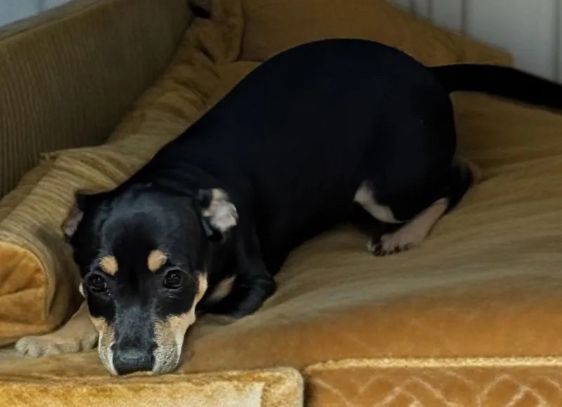 BonitaLittle Chi Puppy!