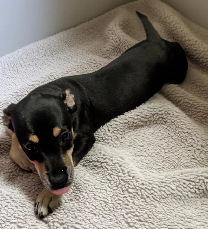 BonitaLittle Chi Puppy! thumbnail 3