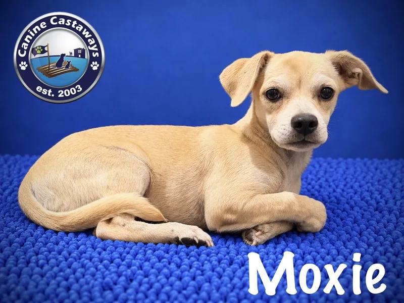 A baby small-sized female Chiweenie dog named Moxie for adoption in Arcadia, FL