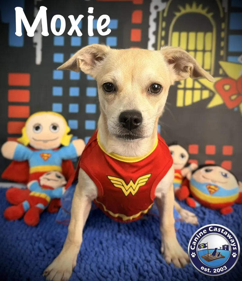 Moxie thumbnail 2