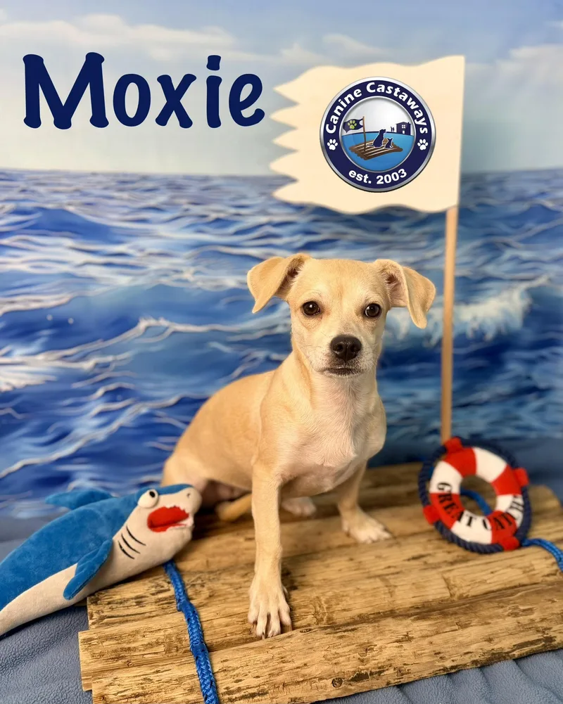 Moxie thumbnail 3