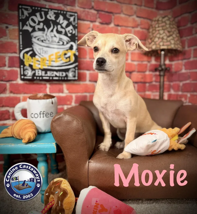 Moxie thumbnail 4