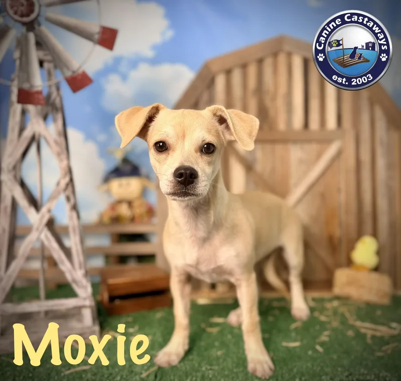 Moxie thumbnail 5