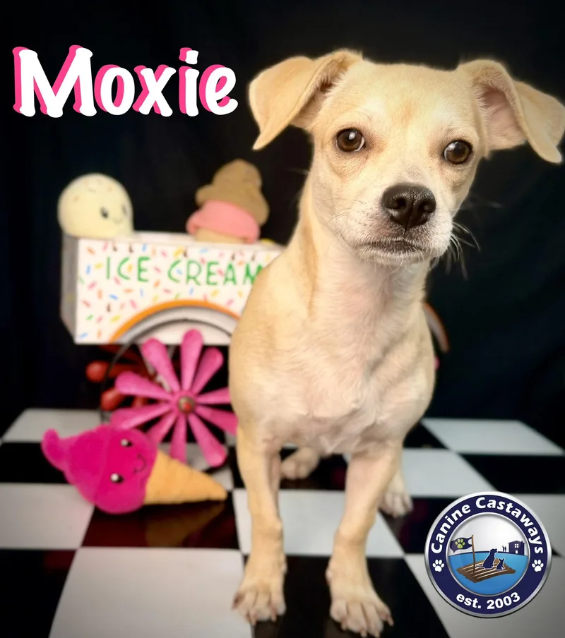 Moxie thumbnail 6