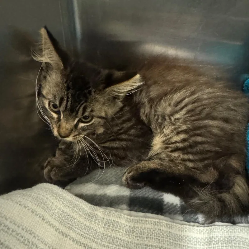A baby small-sized female Brown / Chocolate Domestic Medium Hair cat named Olivia for adoption in Los Angeles, CA