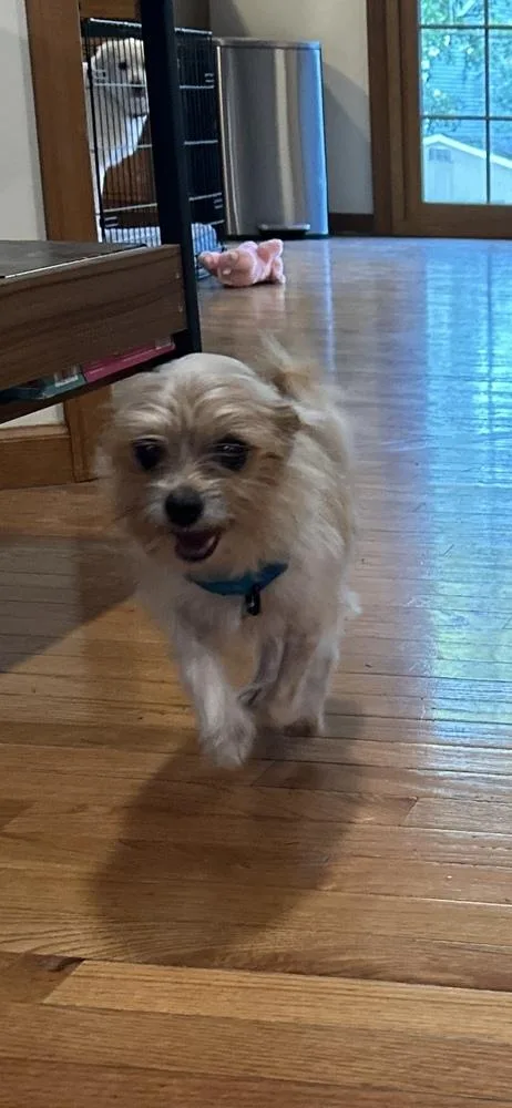 Zane