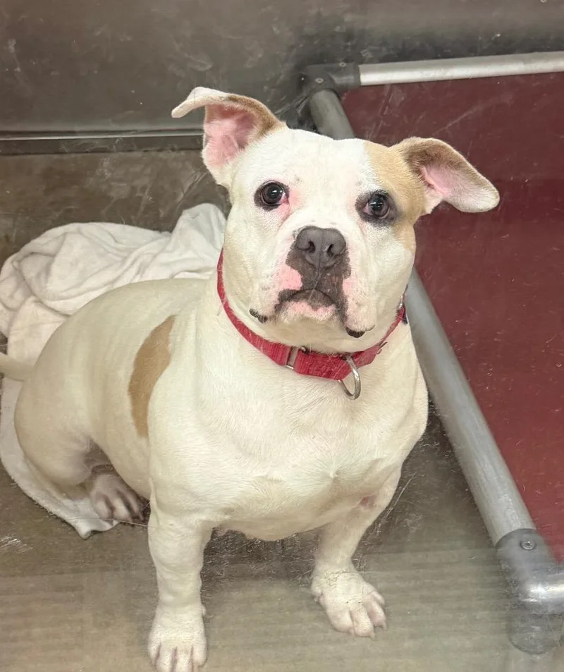 An adult medium-sized female English Bulldog dog named Marie for adoption in Columbia, IL