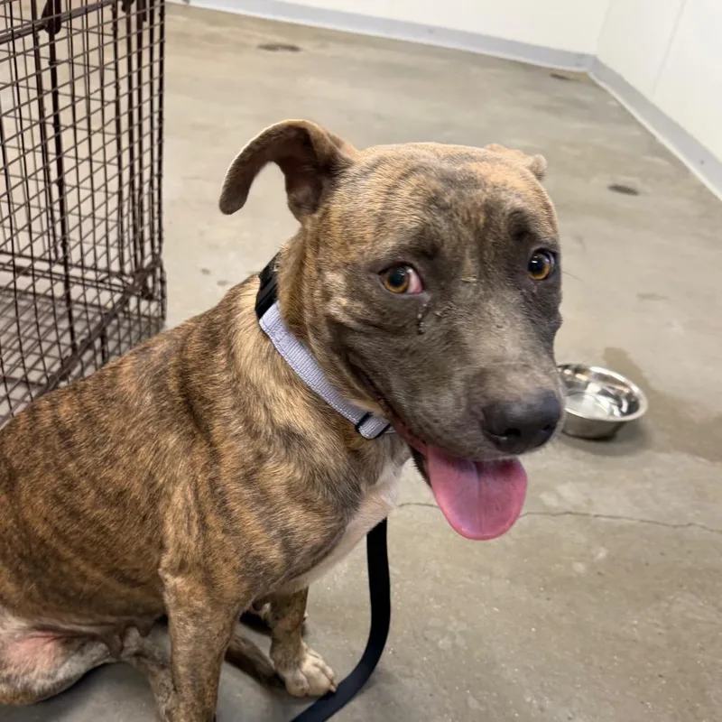 An adult medium-sized female Brindle Terrier dog named Marbles for adoption in Marshall, TX