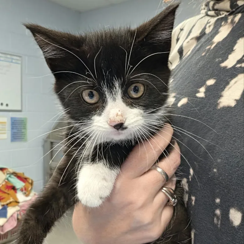 A baby small-sized female Black Domestic Short Hair cat named Leopard for adoption in Martinsville, VA