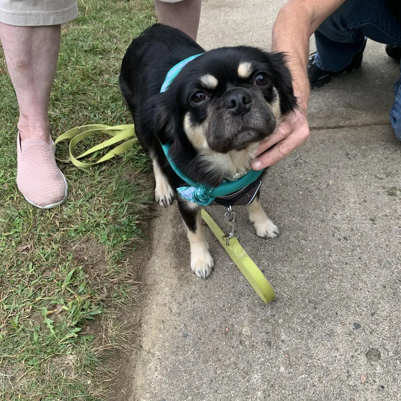 A young small-sized female Pug dog named Daisy for adoption in Northampton, MA