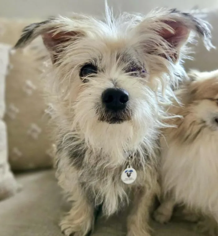 An adult small-sized female White / Cream Yorkshire Terrier dog named Trudy for adoption in Mead, CO