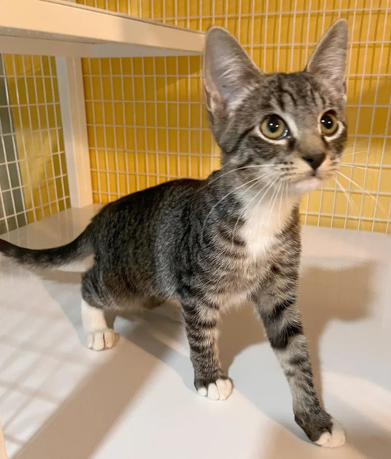 A baby medium-sized female Tabby (Brown / Chocolate) Tabby cat named Dawn for adoption in Parkville, MO