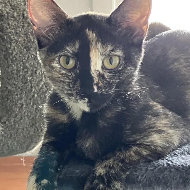 A baby medium-sized female Tortoiseshell Domestic Short Hair cat named Gracy for adoption in Colorado Springs, CO