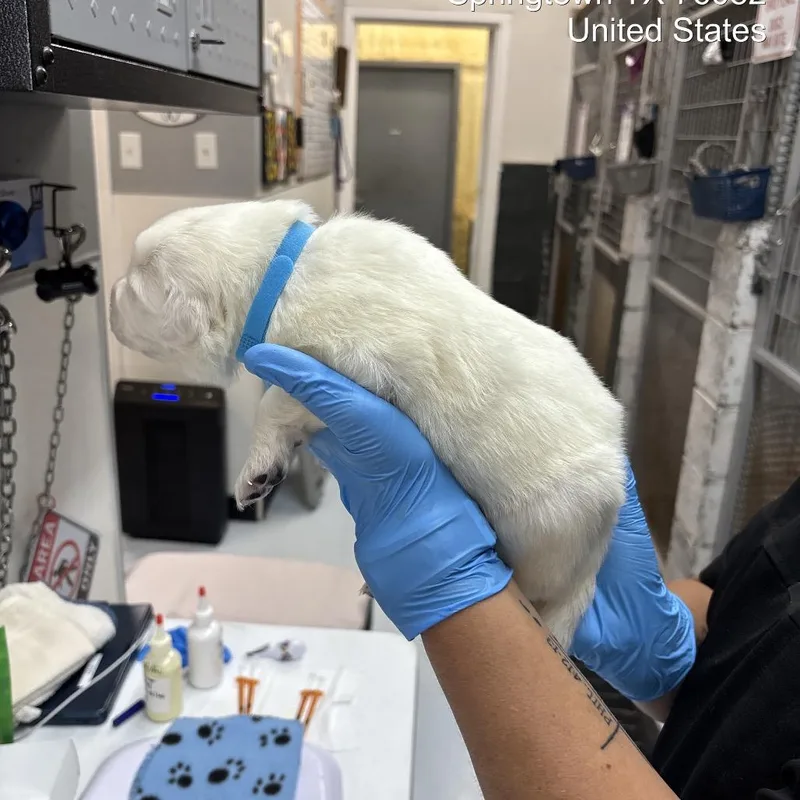 A baby large-sized male White / Cream Great Pyrenees dog named Blue Jays for adoption in Springtown, TX