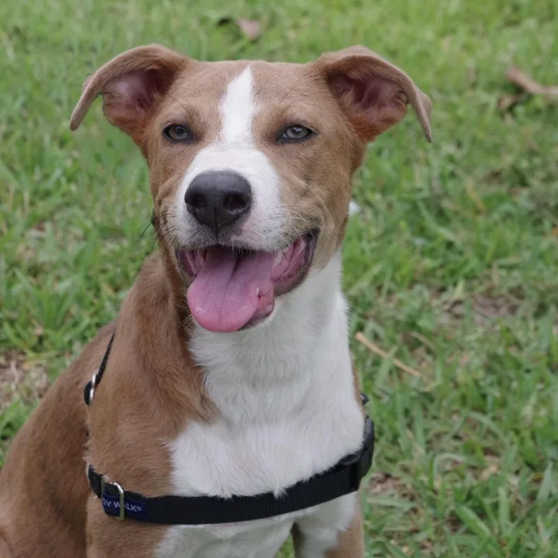 Puppy Luka thumbnail 2