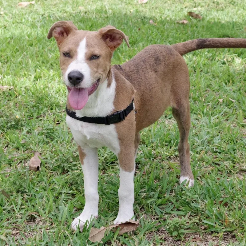 Puppy Luka thumbnail 3