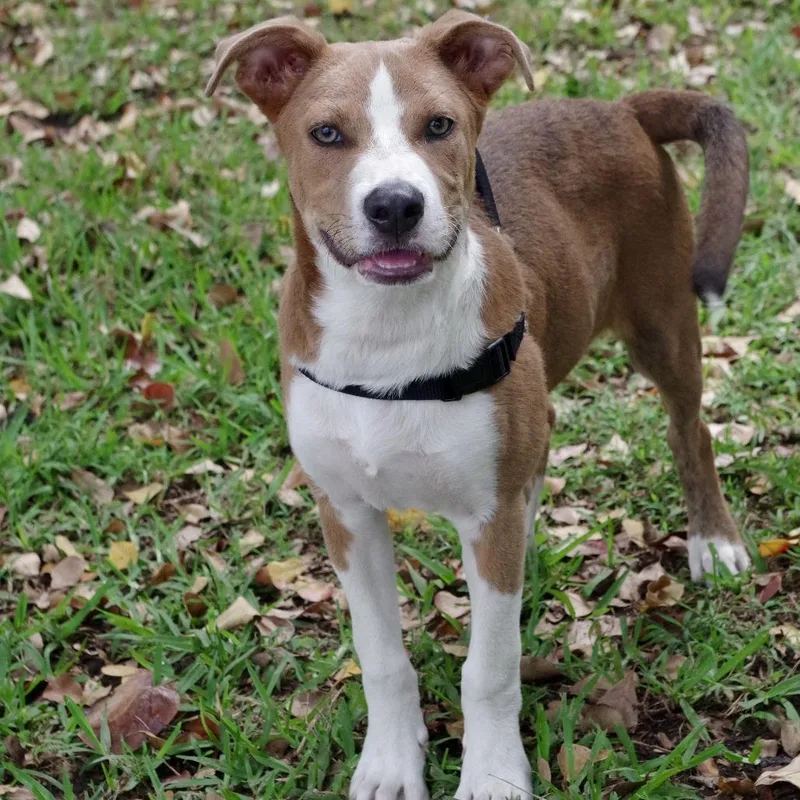 Puppy Luka thumbnail 4