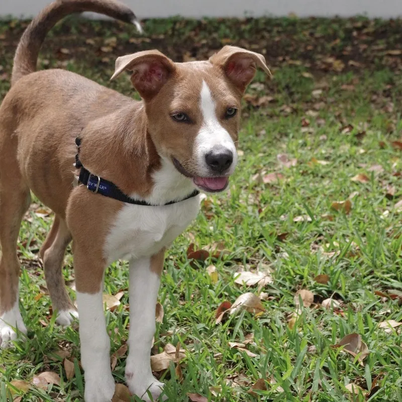 Puppy Luka thumbnail 5