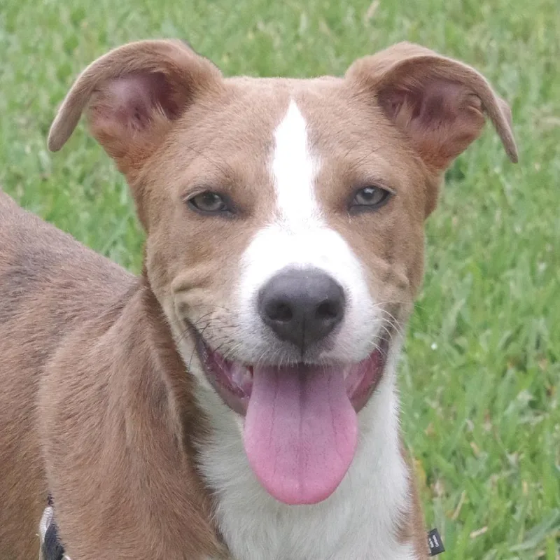 Puppy Luka thumbnail 6