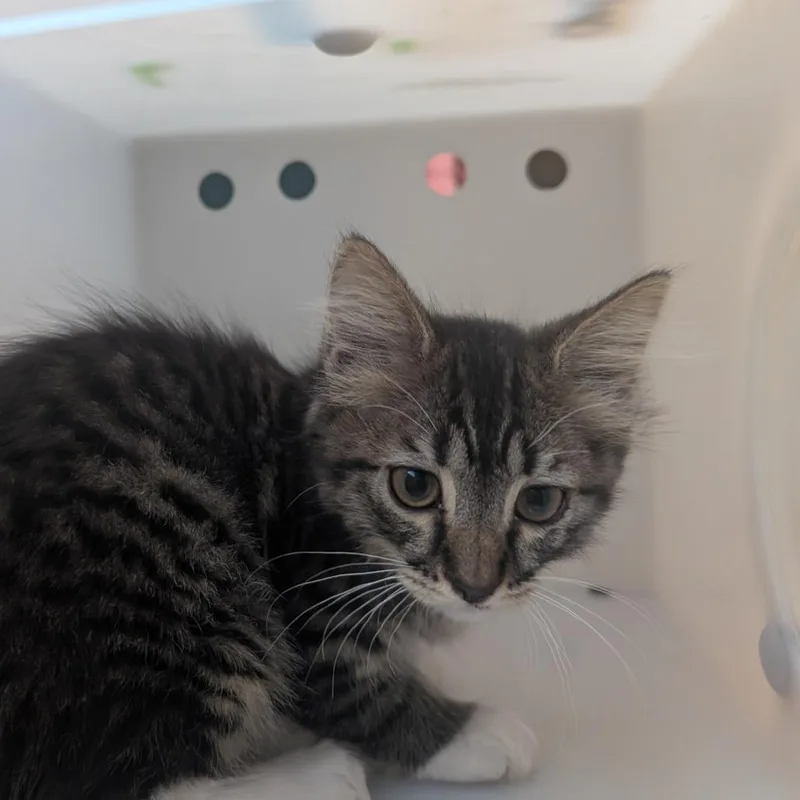 A baby small-sized female Brown / Chocolate Domestic Medium Hair cat named Arya for adoption in Pasadena, CA