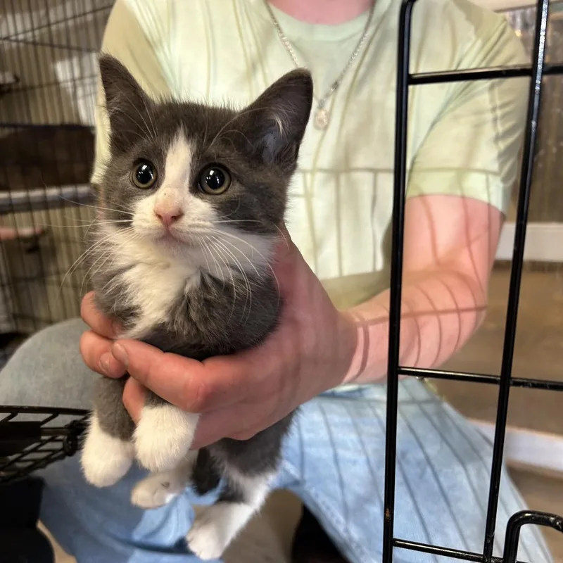 A baby small-sized female Gray / Blue / Silver Domestic Short Hair cat named Prada for adoption in Pennsville, NJ