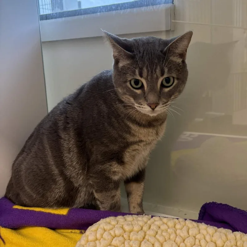 An adult large-sized male Gray / Blue / Silver Domestic Short Hair cat named Goose for adoption in Beaumont, TX