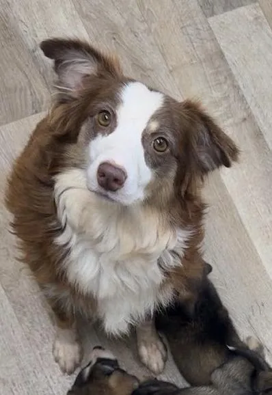 A young medium-sized female Australian Shepherd dog named Sabine East for adoption in Arlington, TX